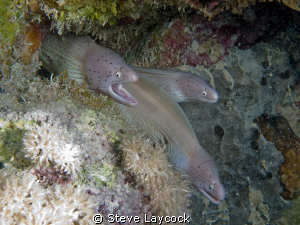 Peppered morays by Steve Laycock 